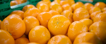 Orangen in Kisten Orangen in Kisten